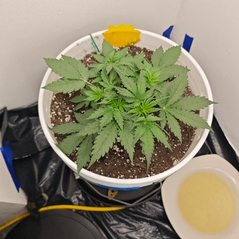 Sour Diesel Auto growlog timeline photo