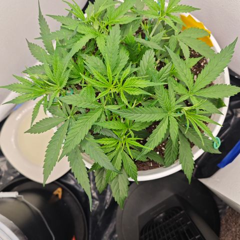 Lemon Haze auto growlog timeline photo