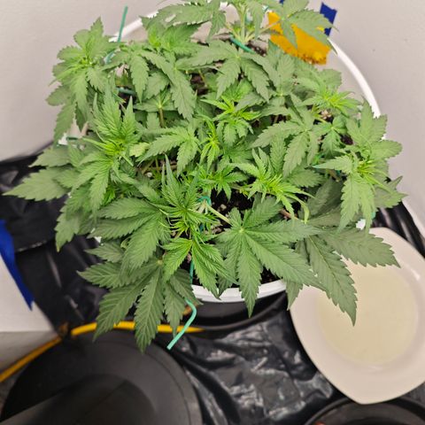 Sour Diesel Auto growlog timeline photo