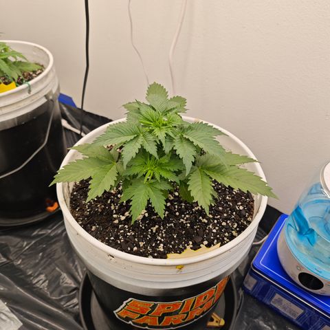 Bourbon Berry Auto growlog timeline photo