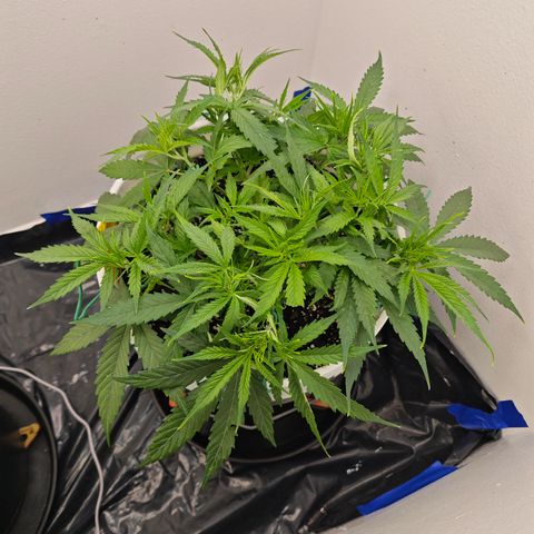Lemon Haze auto growlog timeline photo