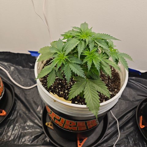 Bourbon Berry Auto growlog timeline photo