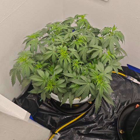 Sour Diesel Auto growlog timeline photo