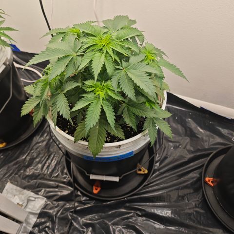 Bourbon Berry Auto growlog timeline photo