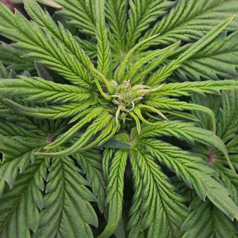 Bourbon Berry Auto growlog timeline photo