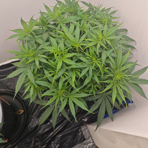 Lemon Haze auto growlog timeline photo