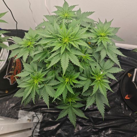 Bourbon Berry Auto growlog timeline photo