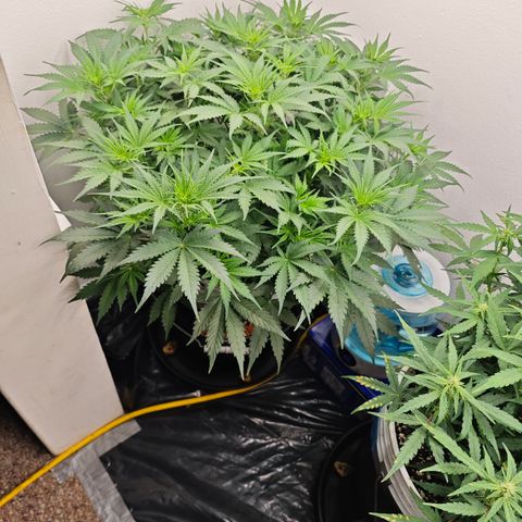 Sour Diesel Auto growlog timeline photo