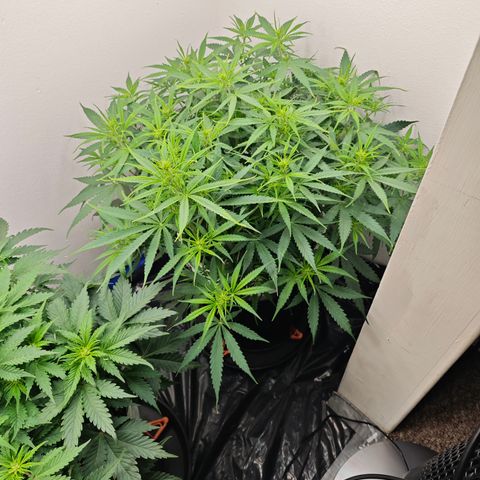 Lemon Haze auto growlog timeline photo