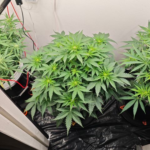 Bourbon Berry Auto growlog timeline photo