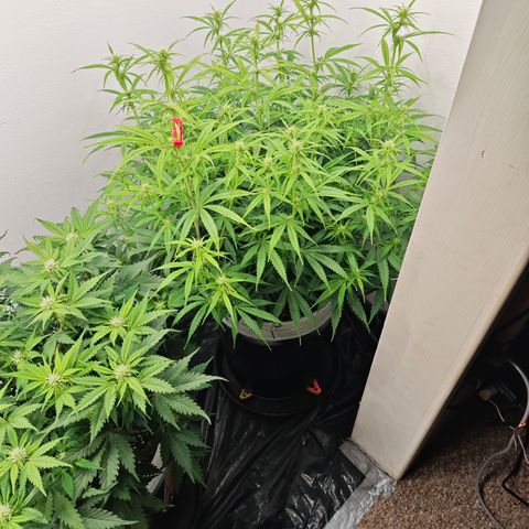 Lemon Haze auto growlog timeline photo