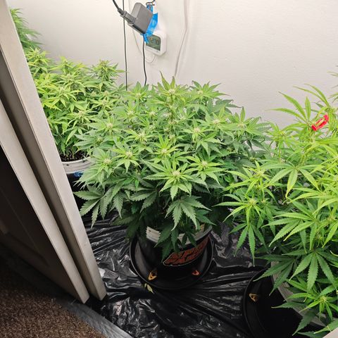 Bourbon Berry Auto growlog timeline photo