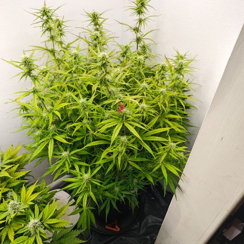 Lemon Haze auto growlog timeline photo