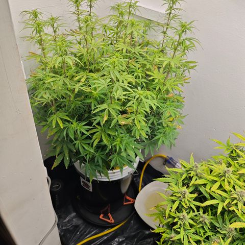 Sour Diesel Auto growlog timeline photo