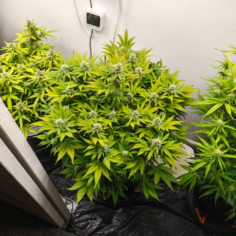 Bourbon Berry Auto growlog timeline photo