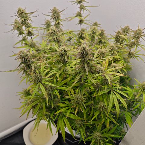 Lemon Haze auto growlog timeline photo