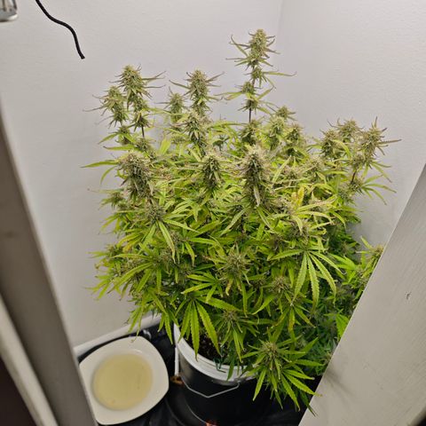 Lemon Haze auto growlog timeline photo