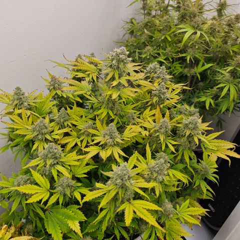 Bourbon Berry Auto growlog timeline photo