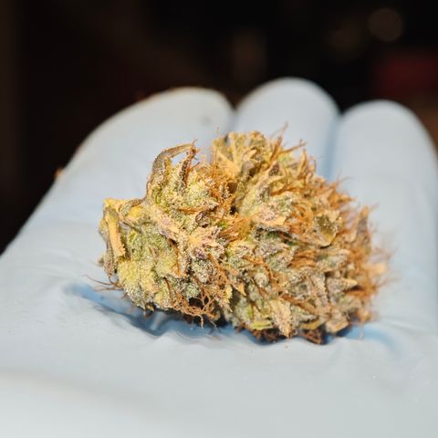 Lemon Haze auto growlog timeline photo