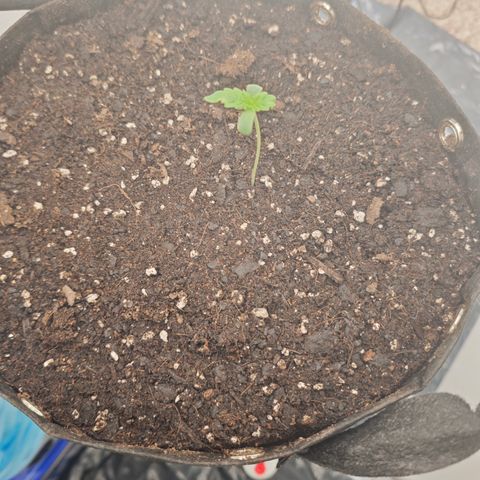 Hulkberry Auto growlog timeline photo