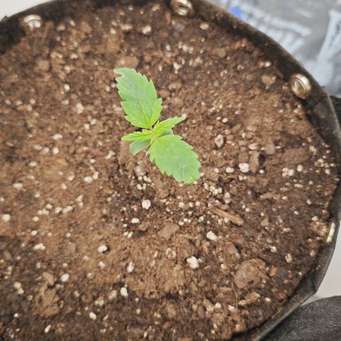 Hulkberry Auto growlog timeline photo