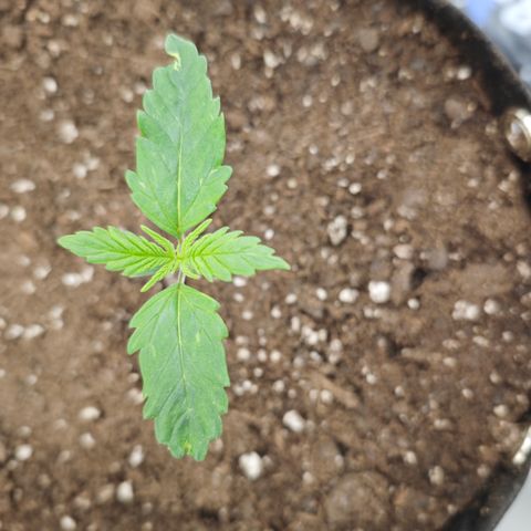 Hulkberry Auto growlog timeline photo