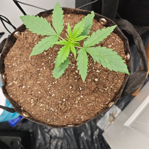 Hulkberry Auto growlog timeline photo