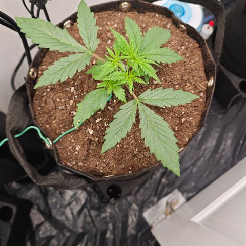 Hulkberry Auto growlog timeline photo