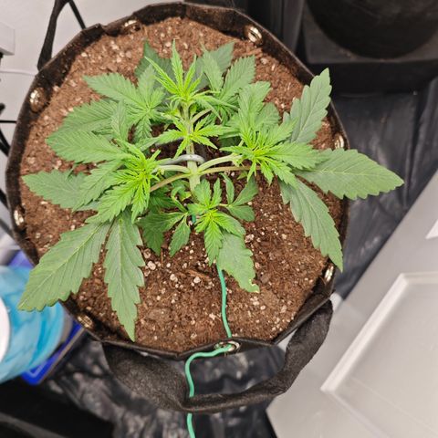 Hulkberry Auto growlog timeline photo