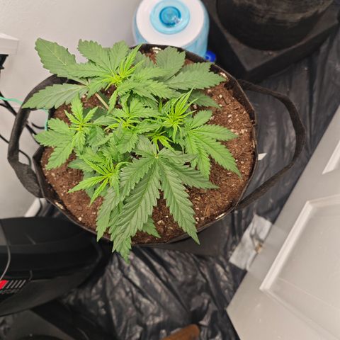 Hulkberry Auto growlog timeline photo