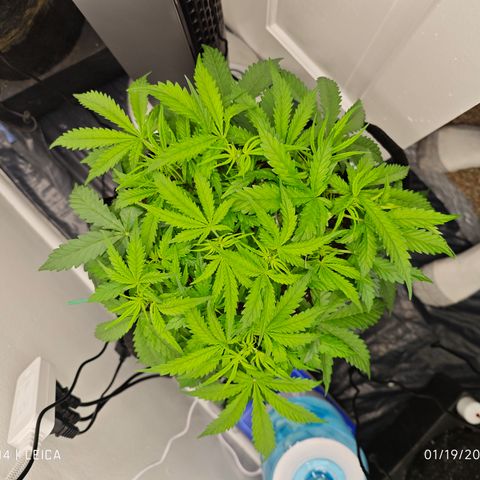 Hulkberry Auto growlog timeline photo