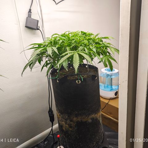Hulkberry Auto growlog timeline photo