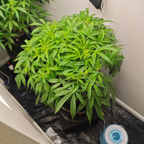 Hulkberry Auto growlog timeline photo