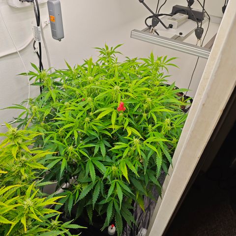 Hulkberry Auto growlog timeline photo