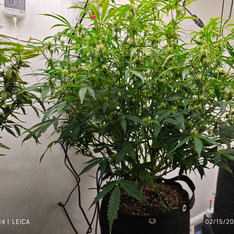Hulkberry Auto growlog timeline photo