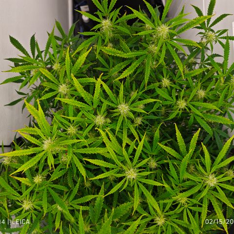 Hulkberry Auto growlog timeline photo