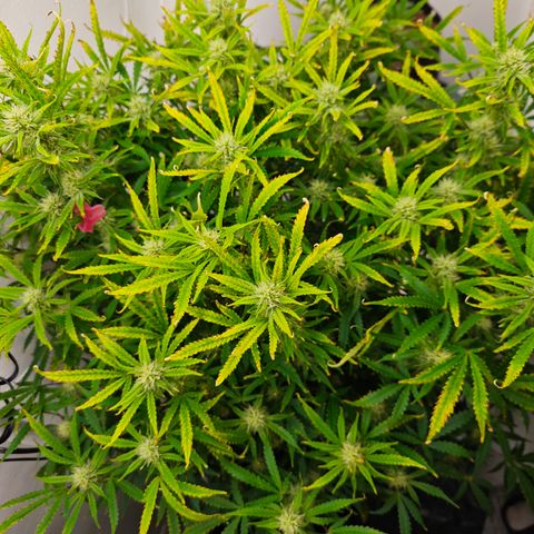 Hulkberry Auto growlog timeline photo