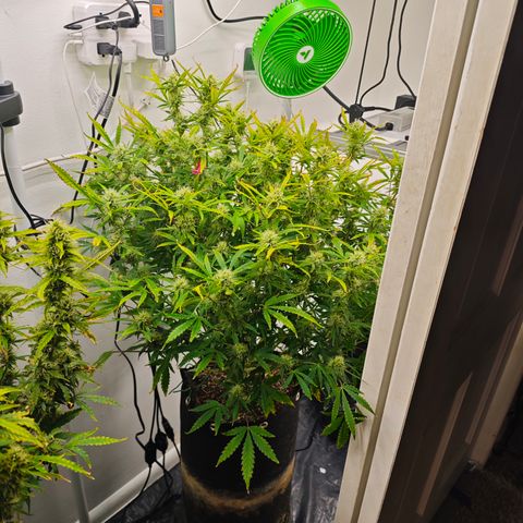 Hulkberry Auto growlog timeline photo