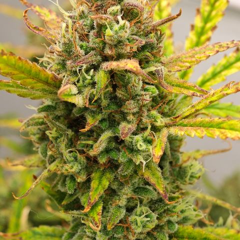 Hulkberry Auto growlog timeline photo