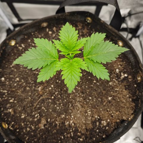 Strawberry Cough  growlog timeline photo