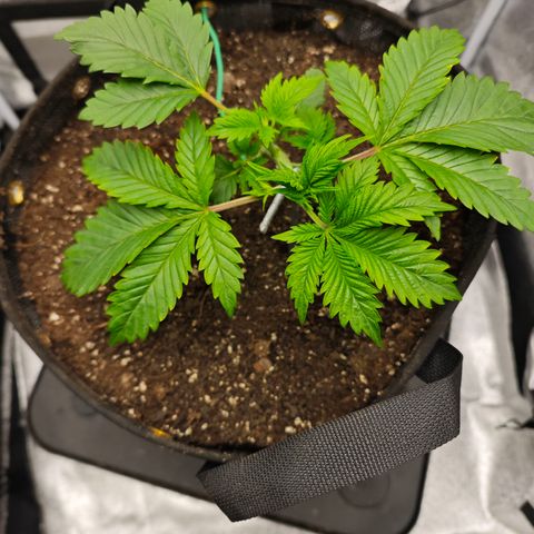 Strawberry Cough  growlog timeline photo