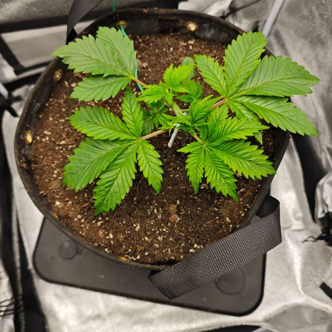 Strawberry Cough  growlog timeline photo
