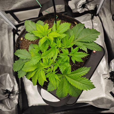 Strawberry Cough  growlog timeline photo