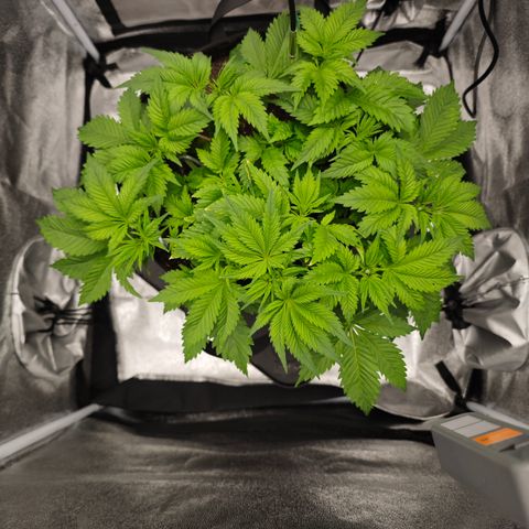 Strawberry Cough  growlog timeline photo