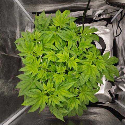 Strawberry Cough  growlog timeline photo