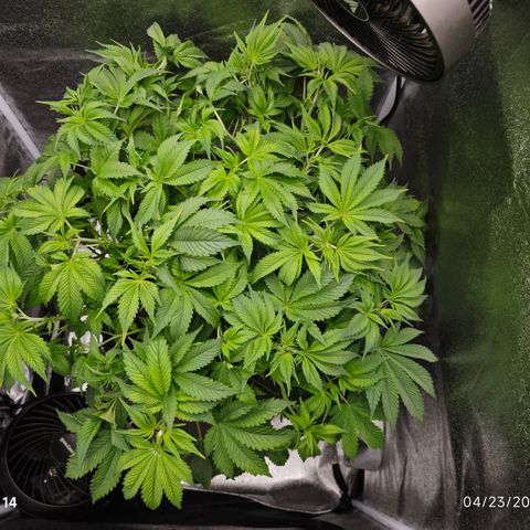Strawberry Cough  growlog timeline photo