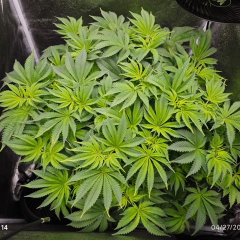 Strawberry Cough  growlog timeline photo