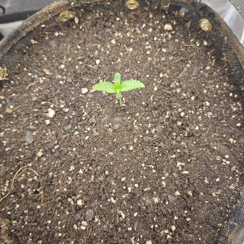 Humboldt Dream  growlog photo: Transplant to Octopot 