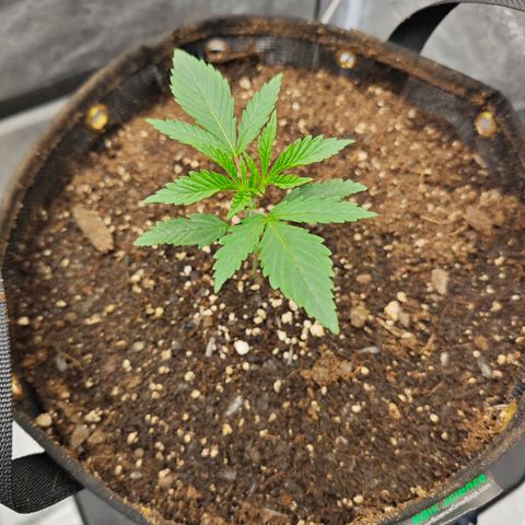 Humboldt Dream  growlog timeline photo