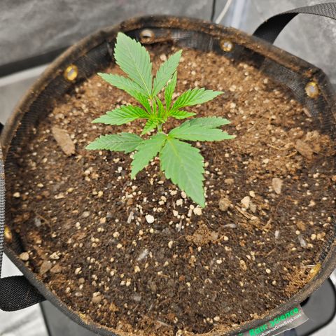 Humboldt Dream  growlog timeline photo
